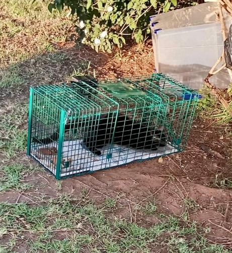 Método CER Gatos Triana