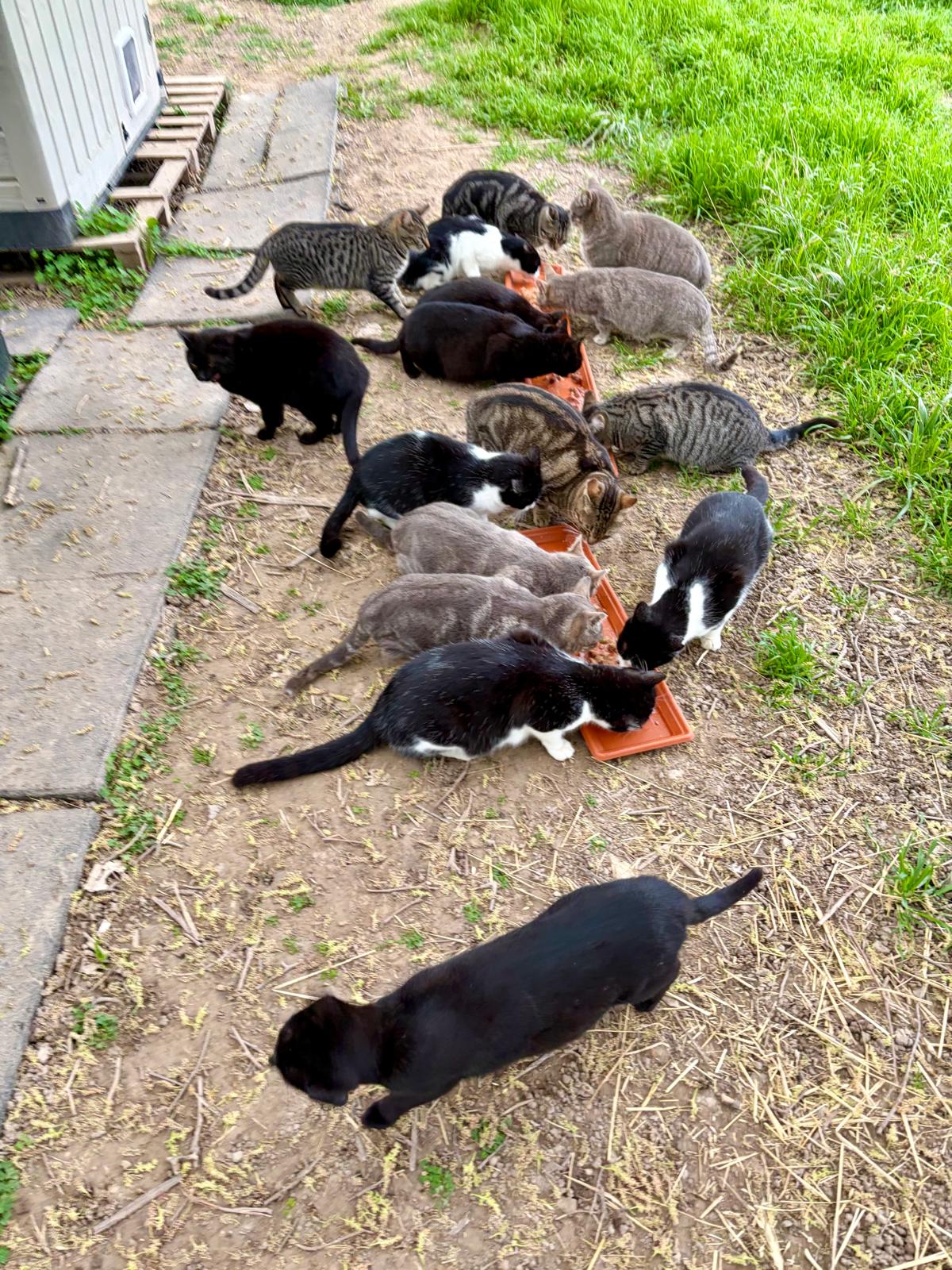 Colonia Gatos Triana