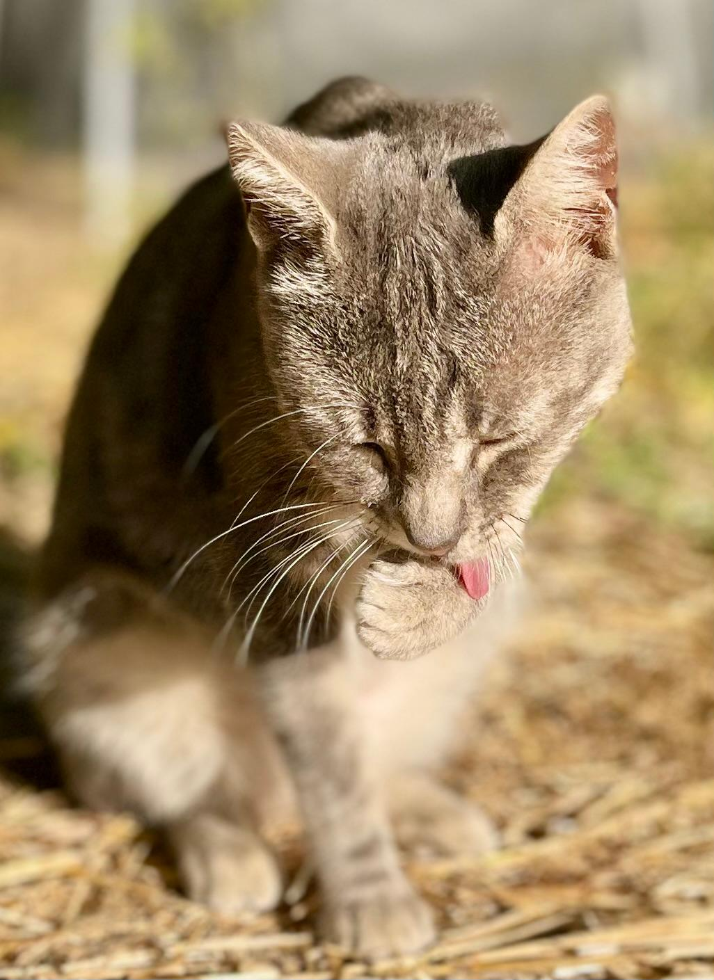 Gato de la asociación