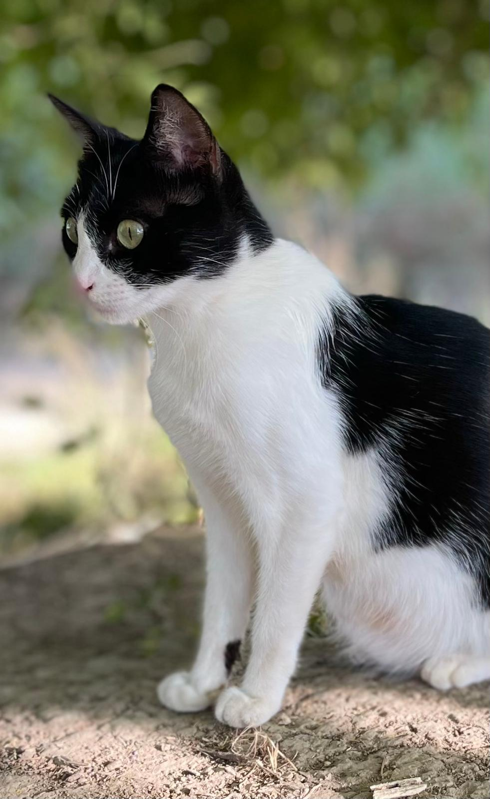 Gato de la asociación