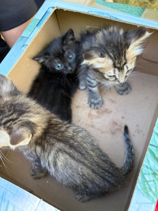 Adopciones Gatos Triana
