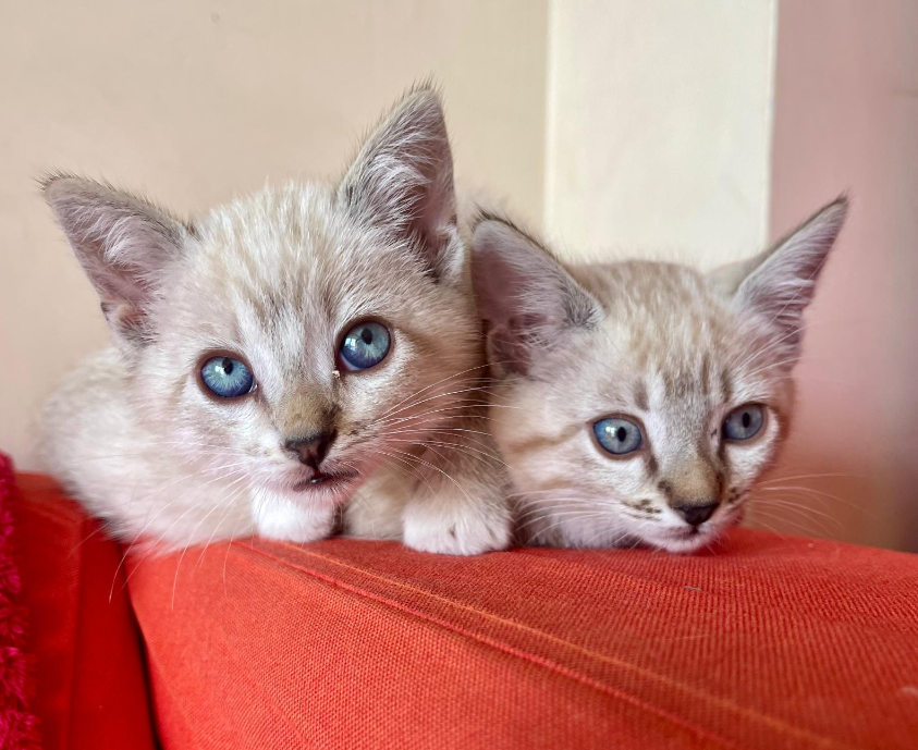 Adopciones Gatos Triana