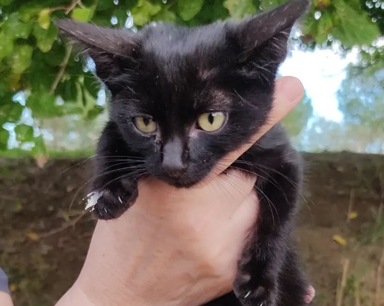 Gato de la asociación